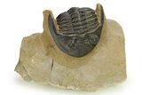 Curled Hollardops Trilobite - Foum Zguid, Morocco #275222-2